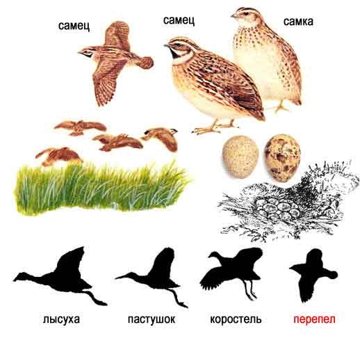Различие между перепелами