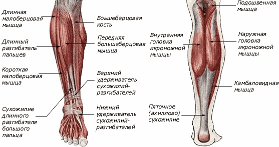 Anatomical diagram of the gastrocnemius muscle