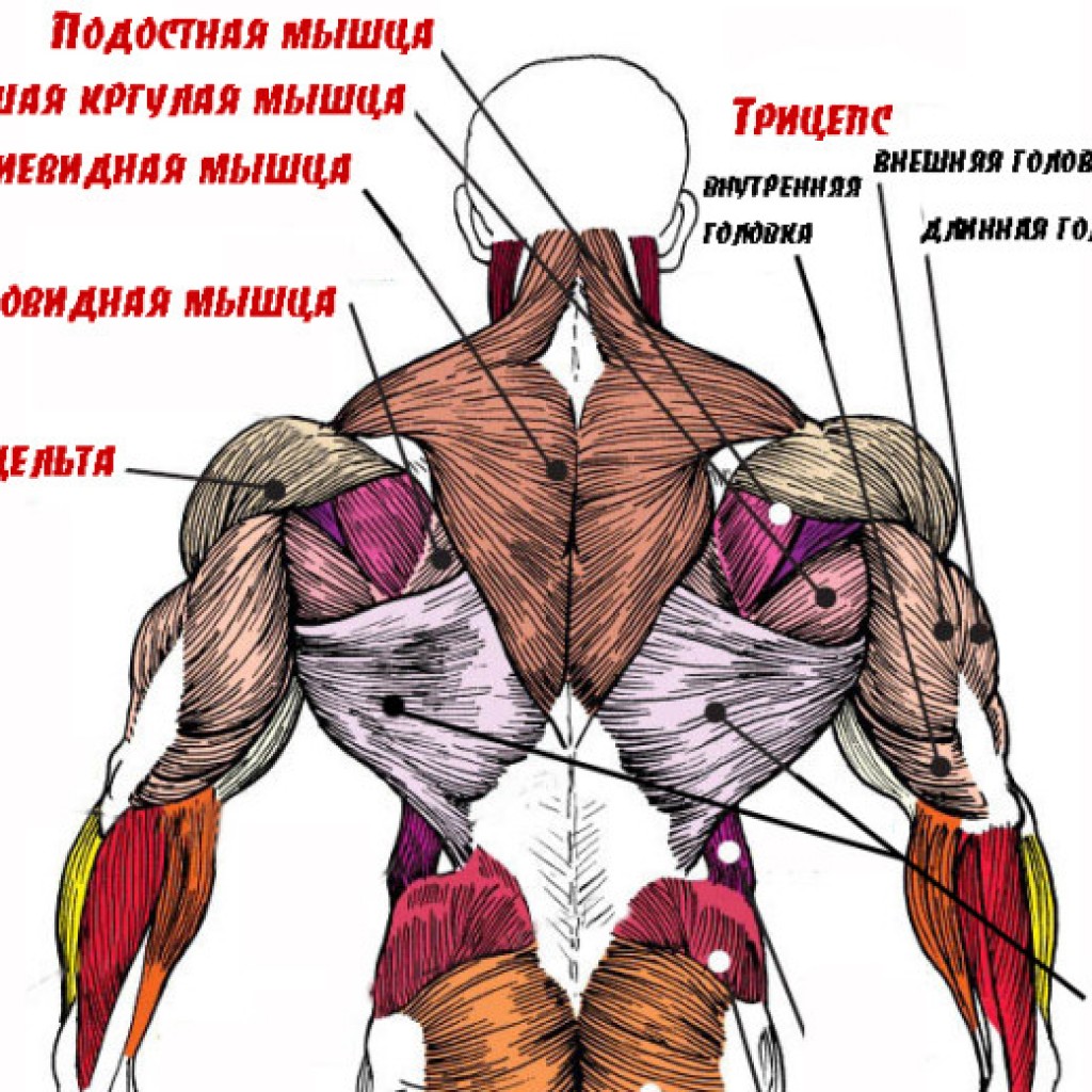 Как накачать мышцы спины в домашних условиях - ВАШ СПОРТ Как накачать мышцы спины в домашних условиях - ВАШ СПОРТ