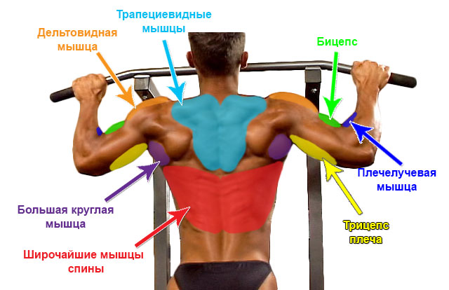 Как сделать широкую спин Как сделать широкую спин